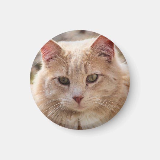 Aimant Cat (Devant)