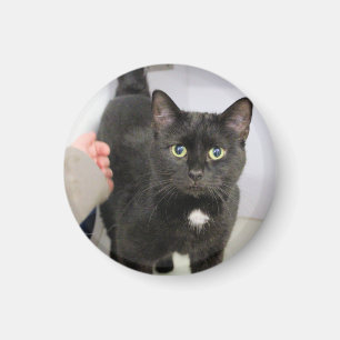 Aimant Cat