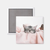 Aimant Cat américain shorthair (Recto/Verso)