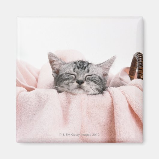 Aimant Cat américain shorthair (Devant)