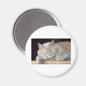AIMANT CAT SOMNOLENT MIGNON (Recto/Verso)