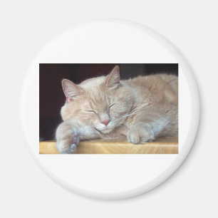 AIMANT CAT SOMNOLENT MIGNON