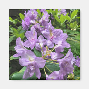 Aimant Catawbiense Boursault Rhododendrons, Oregon