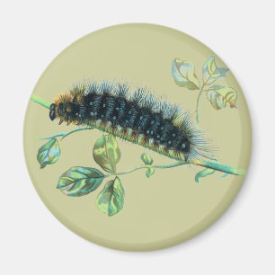 Aimant Caterpillar Arctia caja