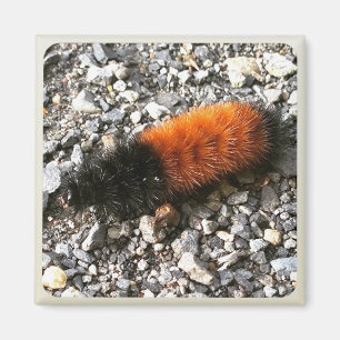 Aimant Caterpillar d'ours laineux
