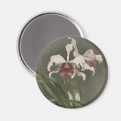 Aimant Cattleya Arnoldiana (Recto/Verso)