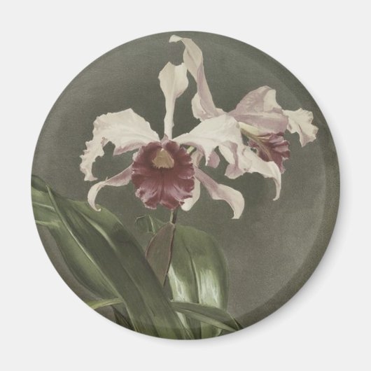 Aimant Cattleya Arnoldiana (Devant)