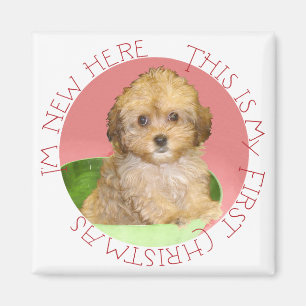 Aimant Cavachon chiot premier Noël