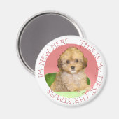 Aimant Cavachon chiot premier Noël (Recto/Verso)