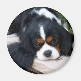 Aimant Cavalier King Charles