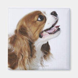 Aimant Cavalier King Charles Spaniel