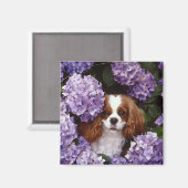 Aimant Cavalier King Charles Spaniel Rouge et blanc (Recto/Verso)