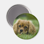 Aimant Cavalier King Charles Spaniel Ruby (Recto/Verso)