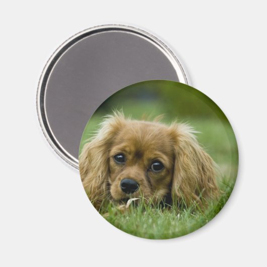 Aimant Cavalier King Charles Spaniel Ruby (Recto/Verso)
