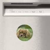 Aimant Cavalier King Charles Spaniel Ruby (In Situ (Lave-vaisselle))