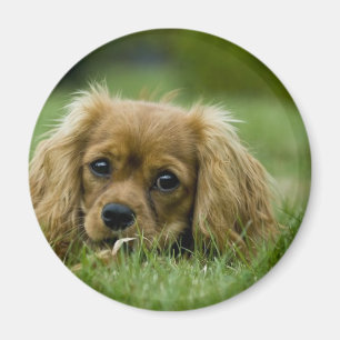 Aimant Cavalier King Charles Spaniel Ruby