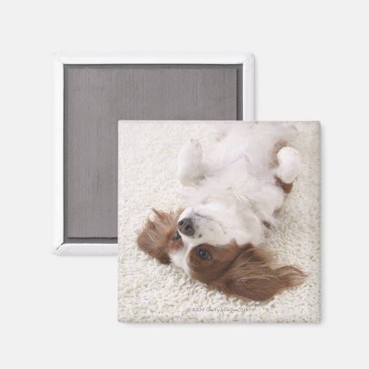 Aimant Cavalier montrant le ventre (Recto/Verso)