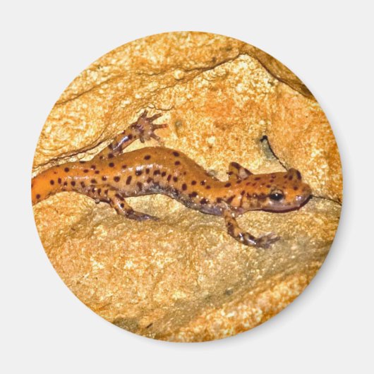 Aimant Cave Salamander (Devant)