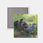Aimant Ce qui est - bout de poulet (Recto/Verso)