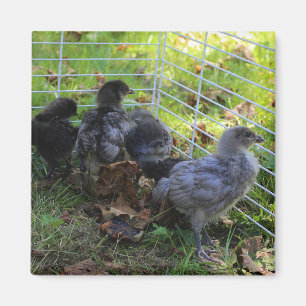 Aimant Ce qui est - bout de poulet