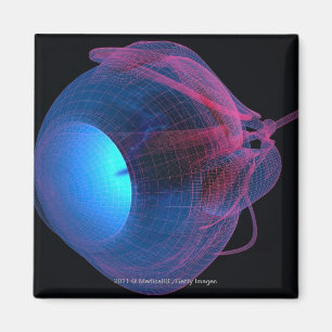 Aimant Cellule filaire des muscles de l'oeil