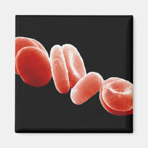 Aimant Cellules de sang rouges