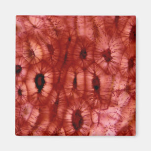 Aimant Cellules de Sclerenchyma d'un puits de cerise