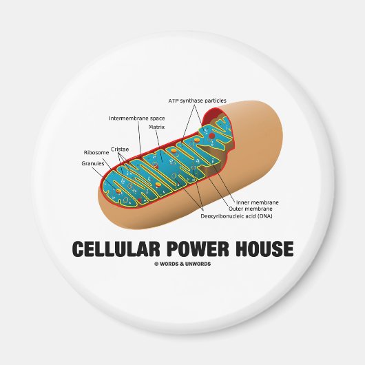 Aimant Centrale cellulaire (Mitochondrion) (Devant)