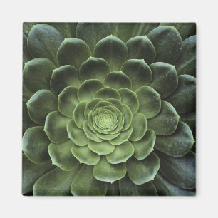 Aimant Centre de Cactus