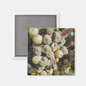 Aimant Cépages sémillon à pourriture noble. au moment de  (Recto/Verso)