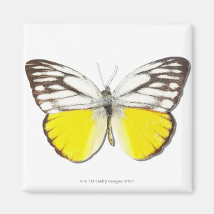 Aimant Cepora aspasia