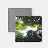 Aimant Cercle de séquoias au parc national Redwood (Recto/Verso)