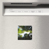 Aimant Cercle de séquoias au parc national Redwood (In Situ (Lave-vaisselle))