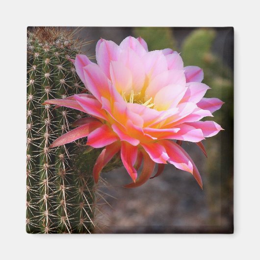 Aimant Cereus en fleur de cactus rose (Devant)