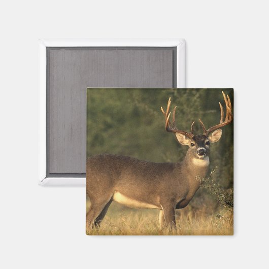 aimant cerf (Recto/Verso)