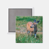 Aimant Cerf (Recto/Verso)