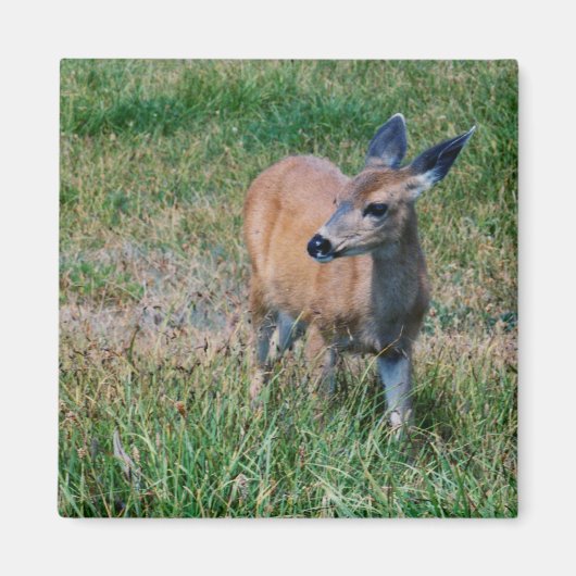 Aimant Cerf (Devant)