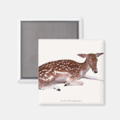 Aimant cerf 2 (Recto/Verso)