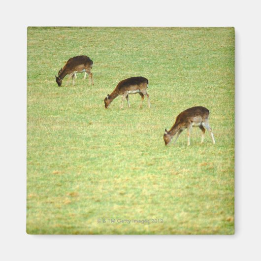 Aimant cerf 2 (Devant)