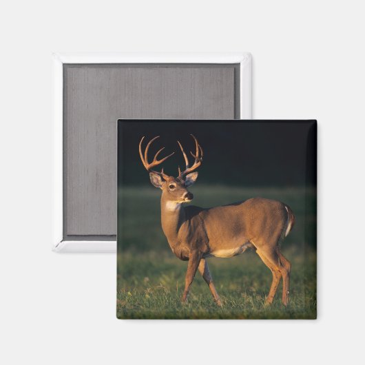 Aimant Cerf à queue blanche | Choke Canyon State Park, TX (Recto/Verso)