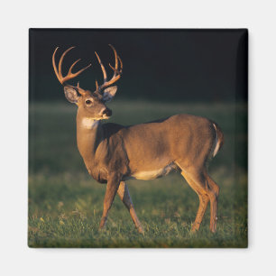 Aimant Cerf à queue blanche   Choke Canyon State Park, TX