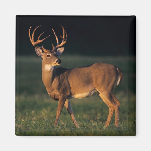 Aimant Cerf à queue blanche | Choke Canyon State Park, TX (Devant)