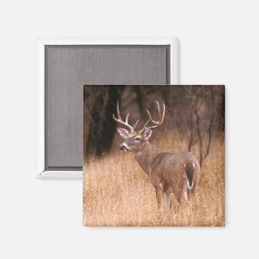 Aimant Cerf à queue blanche | Choke Canyon State Park, TX (Recto/Verso)