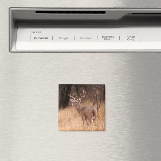 Aimant Cerf à queue blanche | Choke Canyon State Park, TX (In Situ (Lave-vaisselle))