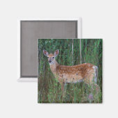 Aimant Cerf à queue blanche | National Bison Range Montan (Recto/Verso)