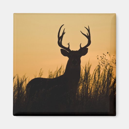 Aimant cerf à queue blanche (Odocoileus virginianus) (Devant)