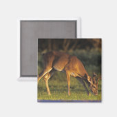 Aimant Cerf à queue blanche, Odocoileus virginianus (Recto/Verso)