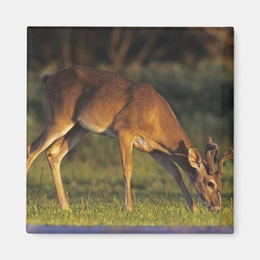Aimant Cerf à queue blanche, Odocoileus virginianus (Devant)