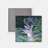 Aimant Cerf à queue noire | Parc national olympique (Recto/Verso)