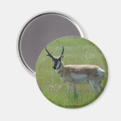 Aimant Cerf antilope A36 (Recto/Verso)